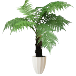 Rough Tree Fern